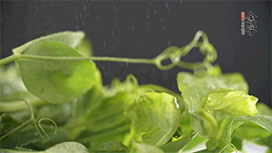 豌豆尖洗凈，切斷備用。