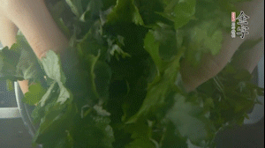 【面皮】1.鍋中水開時，放挑揀好的艾草和一撮小蘇打，第一遍煮開后倒掉，重新加水大火煮開后，小火煮1小時。煮爛的艾草用紗布瀝干。